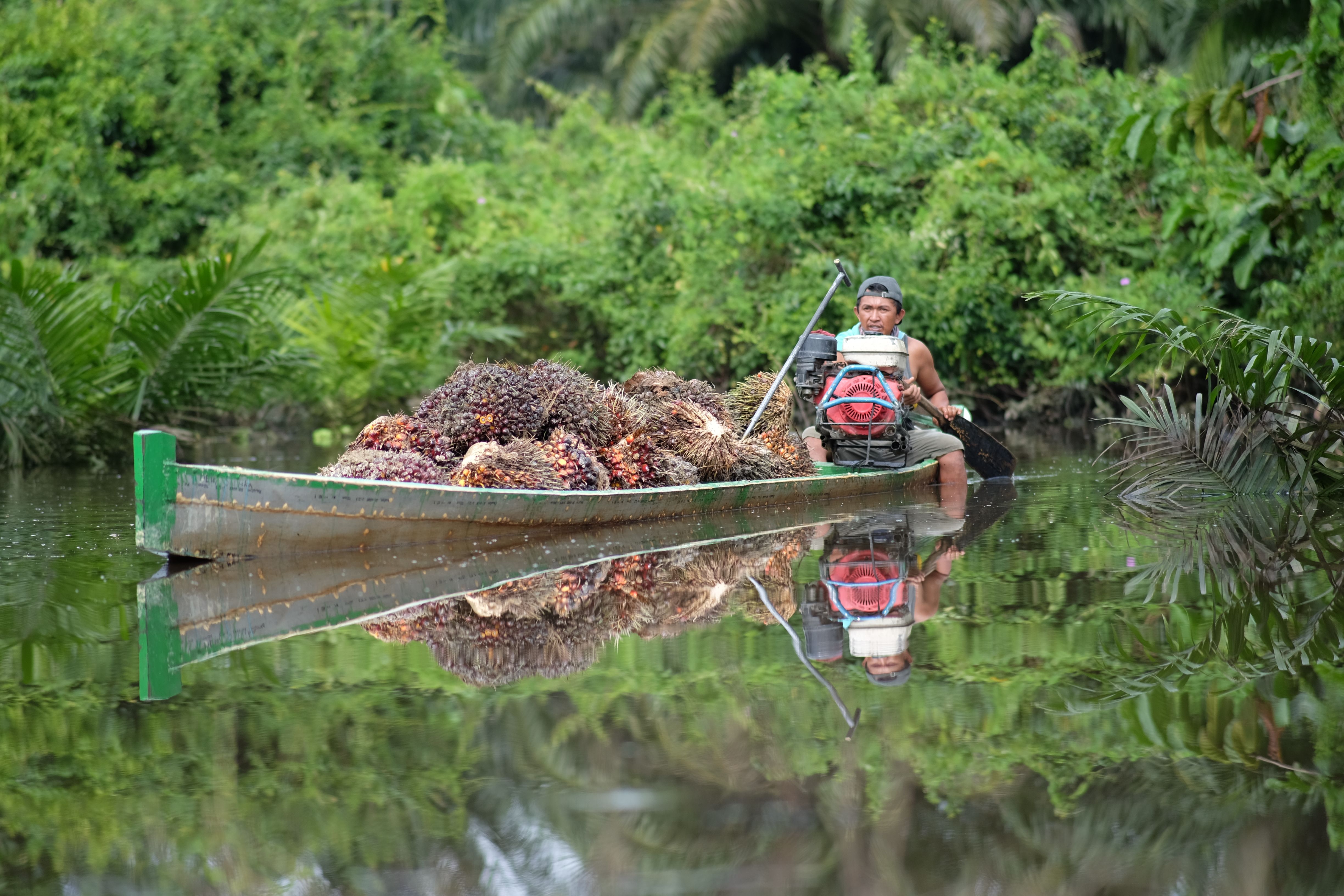 Kebakaran Hutan Pohon Sawit