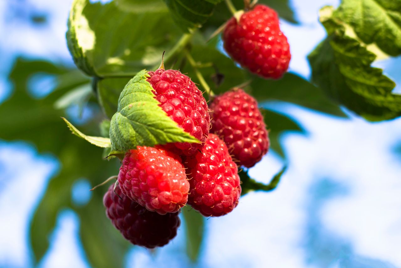 tanaman yang cocok saat musim hujan, rasberry
