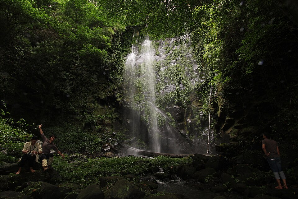 hutan, hutan hujan, hutan hujan tropis, hutan hujan leuser, hutan hujan tropis di aceh, hutan hujan di Indonesia