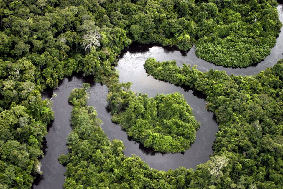 hutan hujan amazon, hutan amazon, amazon rainforest