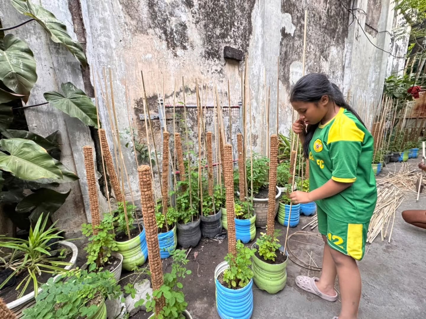 Budidaya Bunga Telang