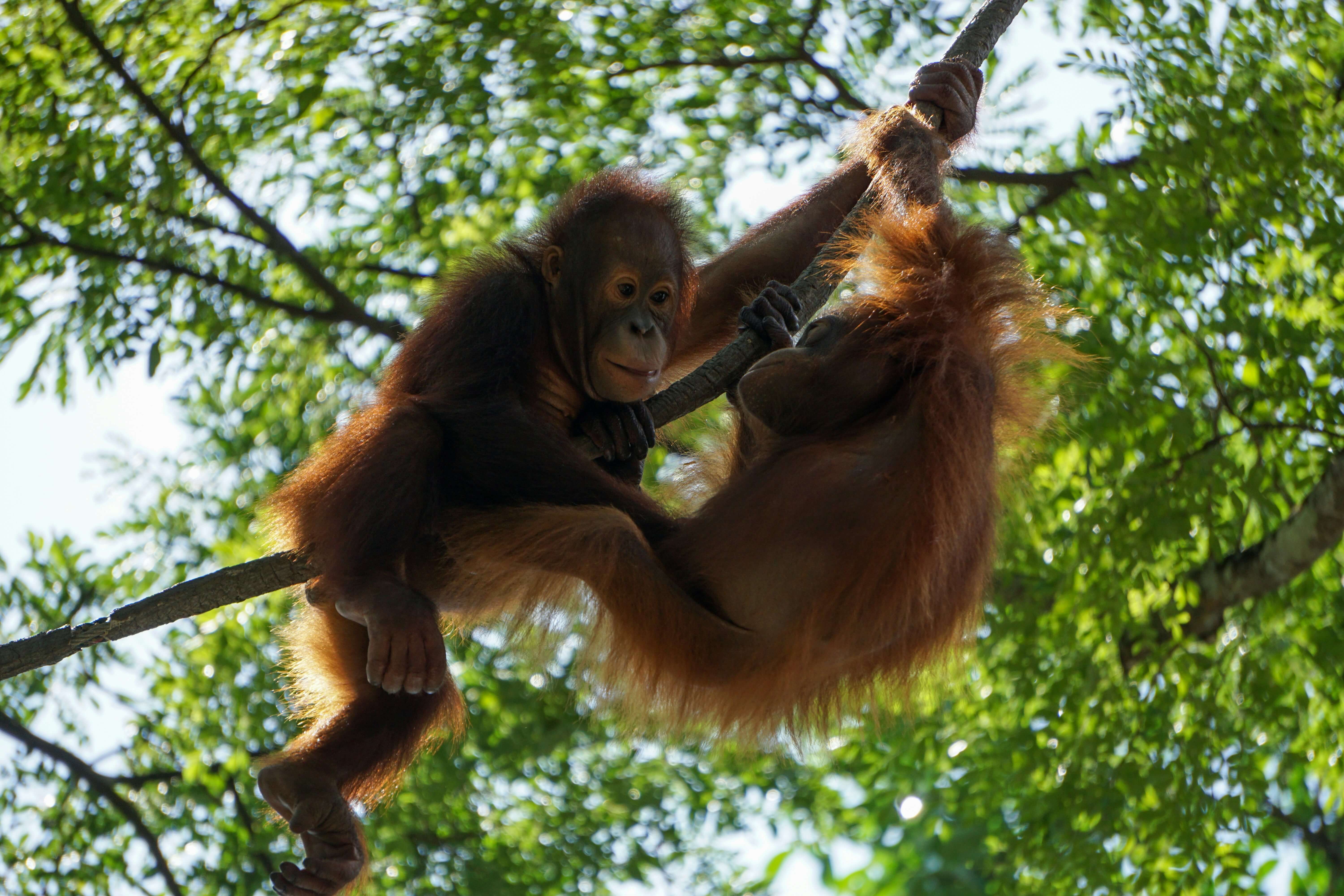 Mengapa Kita Perlu Melestarikan Hutan? Tak Cuma Satwa, Hidup Manusia Juga Bergantung Padanya | Unsplash @Stuart Jansen