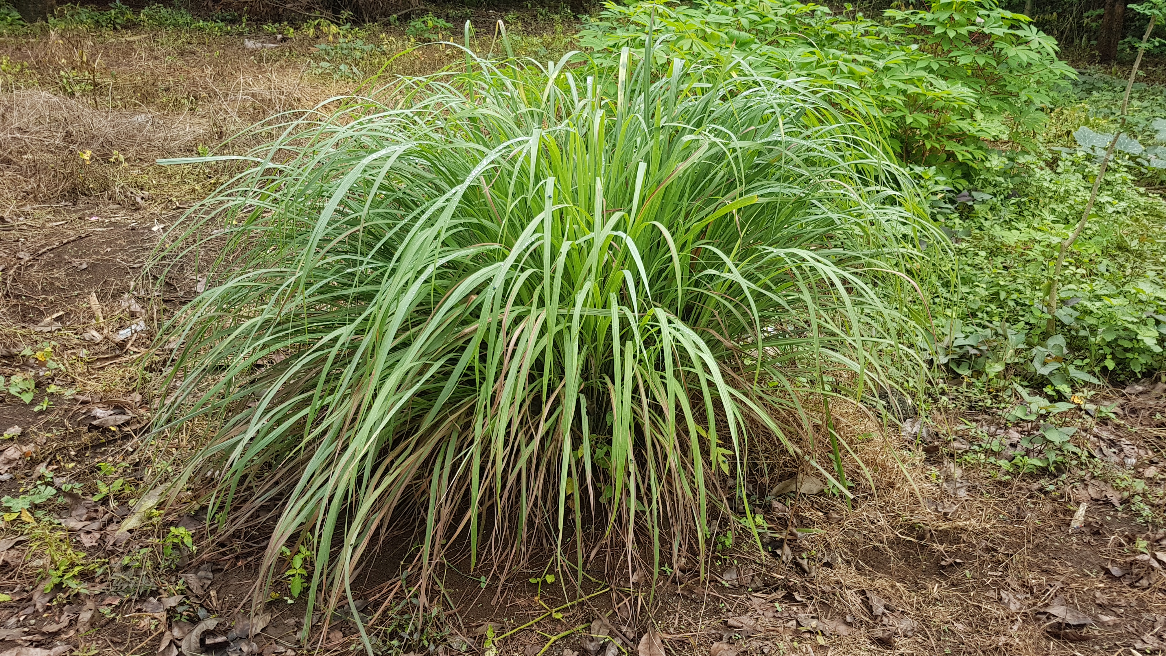 Tanglad (lemongrass, Cymbopogon citratus) | Wikimedia Commons | Karya: Obsidian Soul