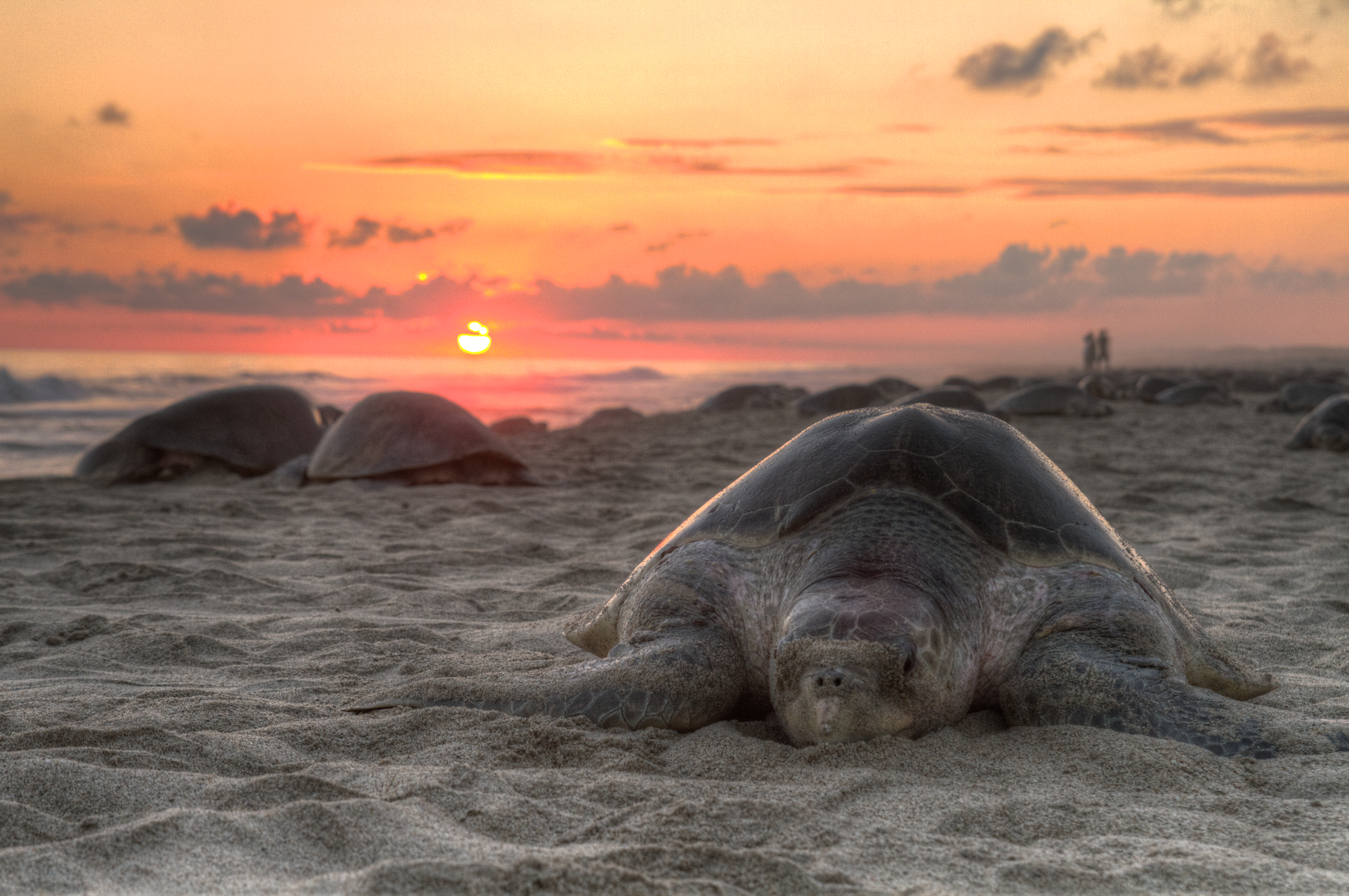 Penyu (Lepidochelys olivacea) | Wikimedia Commons | Claudio Giovenzana