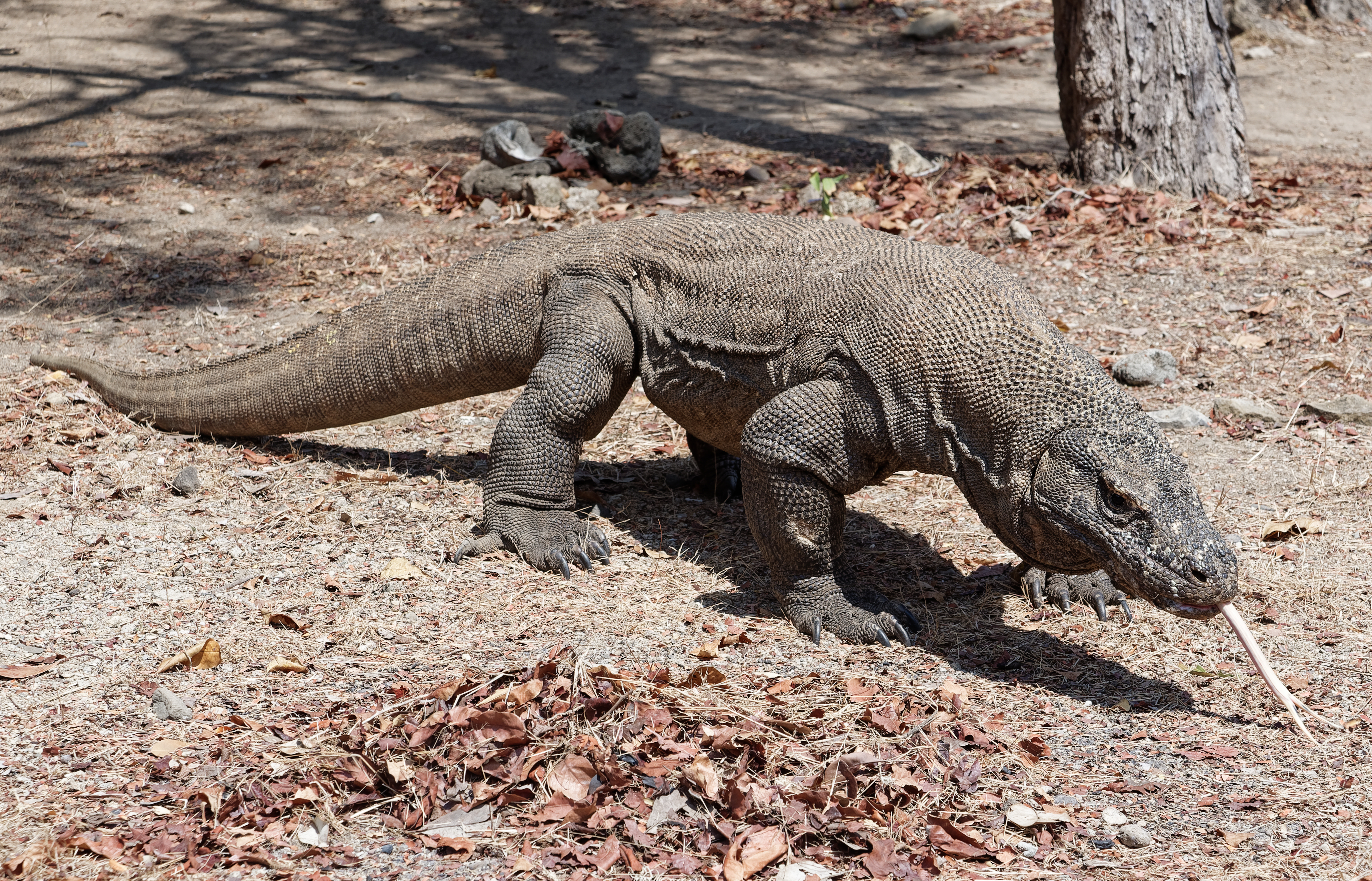 Komodo dragon, Komodo Island, Indonesia | Wikimedia Commons | Karya: Jakub Hałun