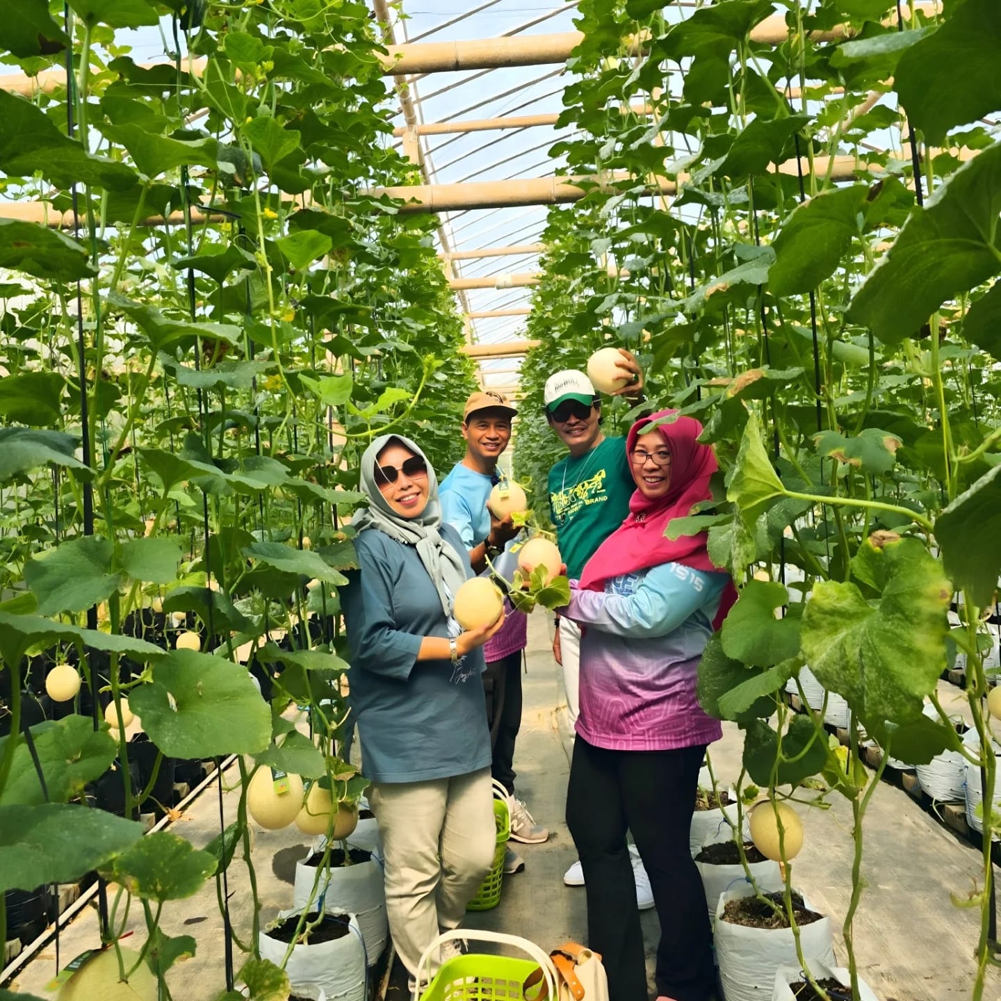 Wisata petik melon, Demaji Melon Garden | Sumber Foto: Instagram @demajimelongarden