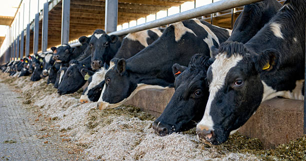 Sapi memakan rumput hasil silase | iStock, credit dageldog