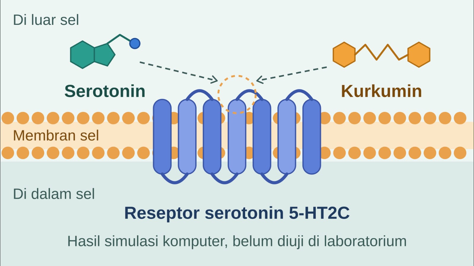 Reseptor Serotonin