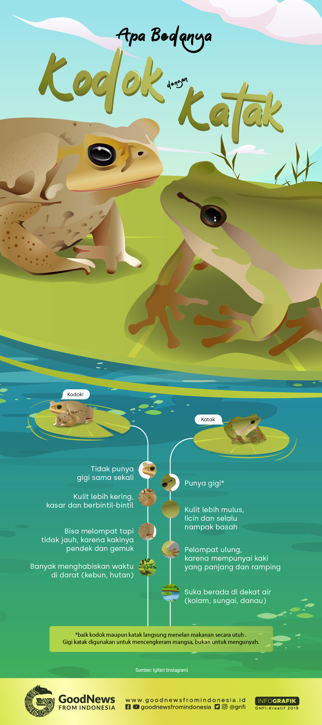 Apa Beda Kodok dengan Katak