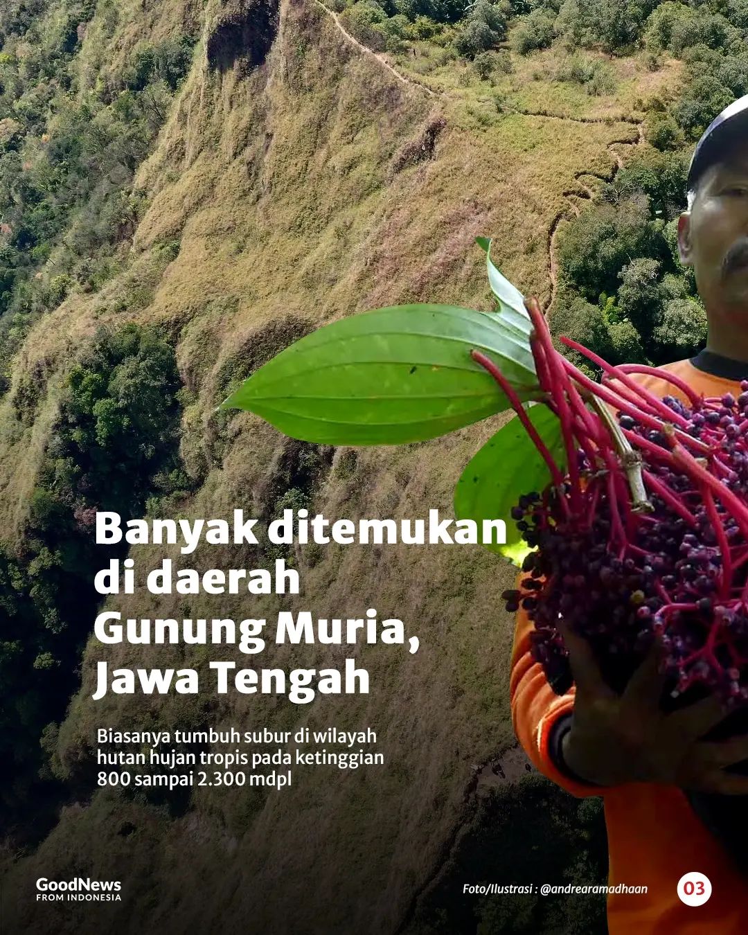 Buah Parijoto, Warisan Sunan Muria Yang Kaya Manfaat