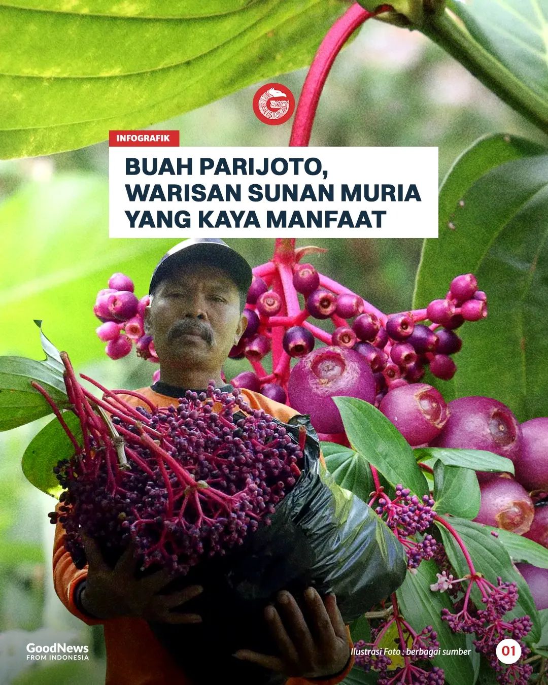 Buah Parijoto, Warisan Sunan Muria Yang Kaya Manfaat