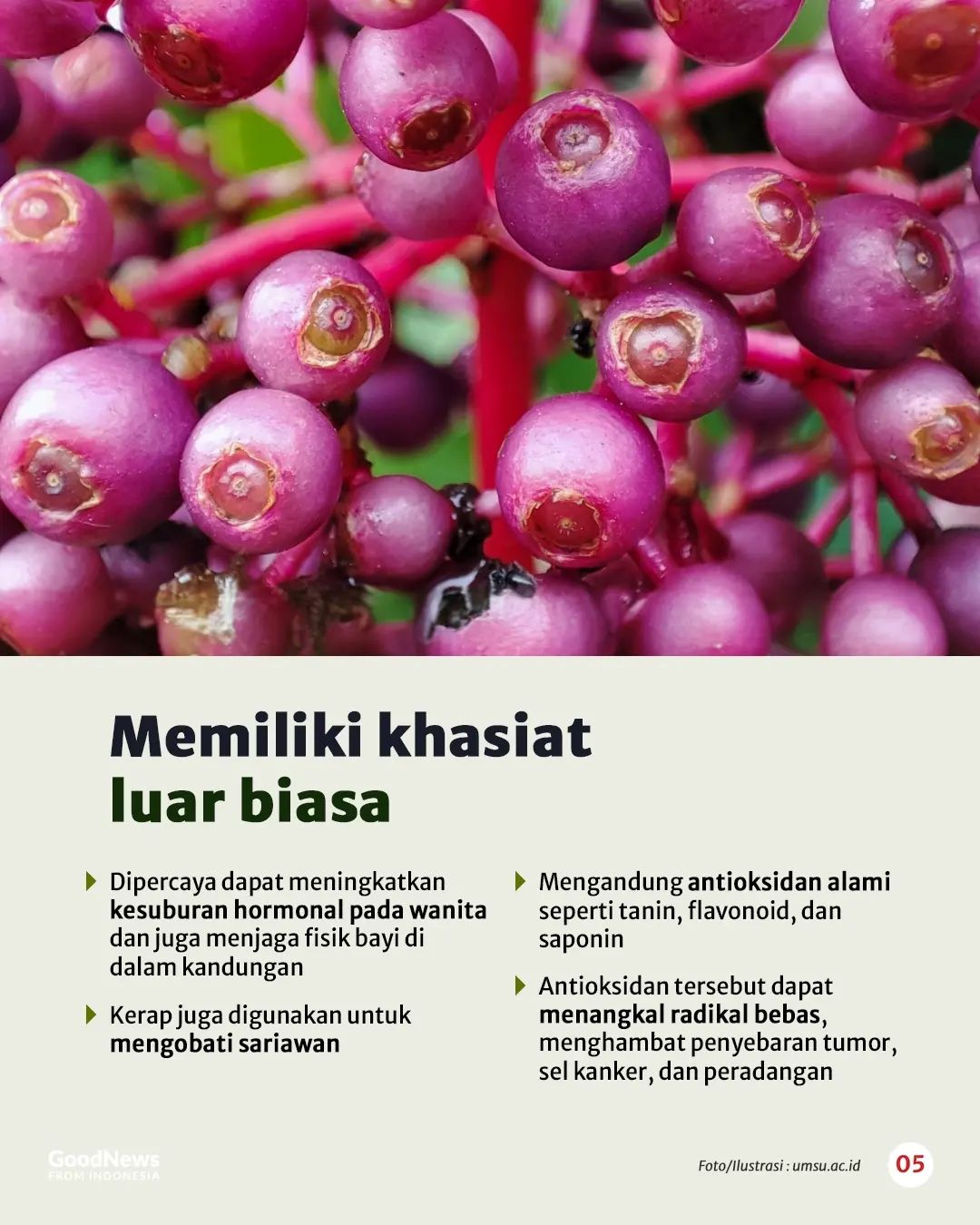 Buah Parijoto, Warisan Sunan Muria Yang Kaya Manfaat