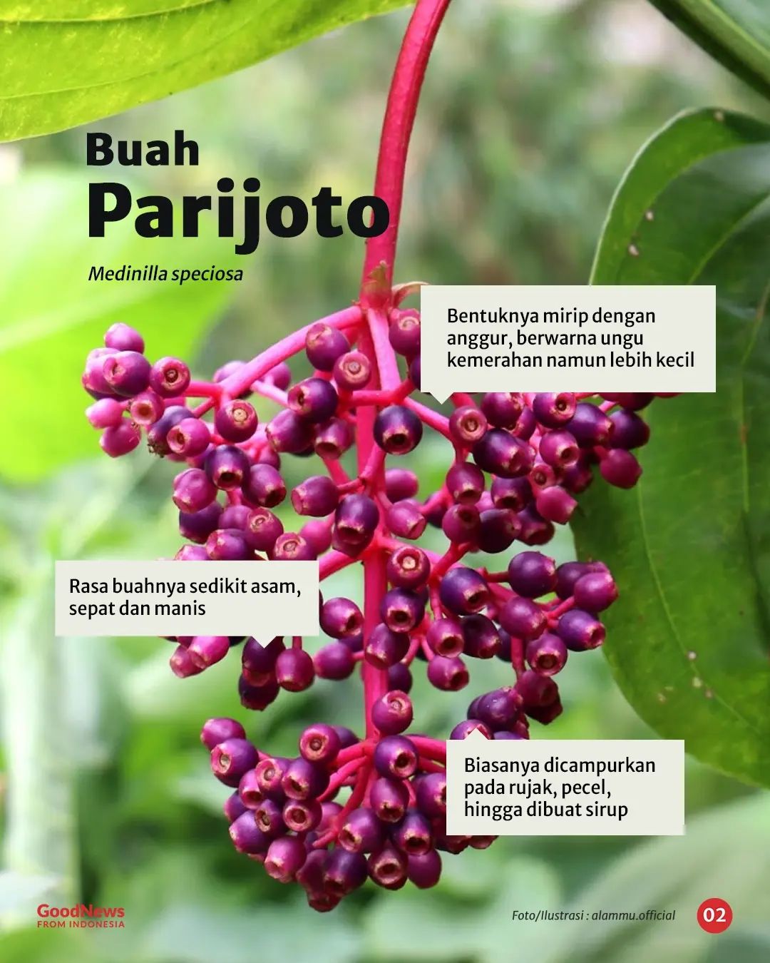 Buah Parijoto, Warisan Sunan Muria Yang Kaya Manfaat