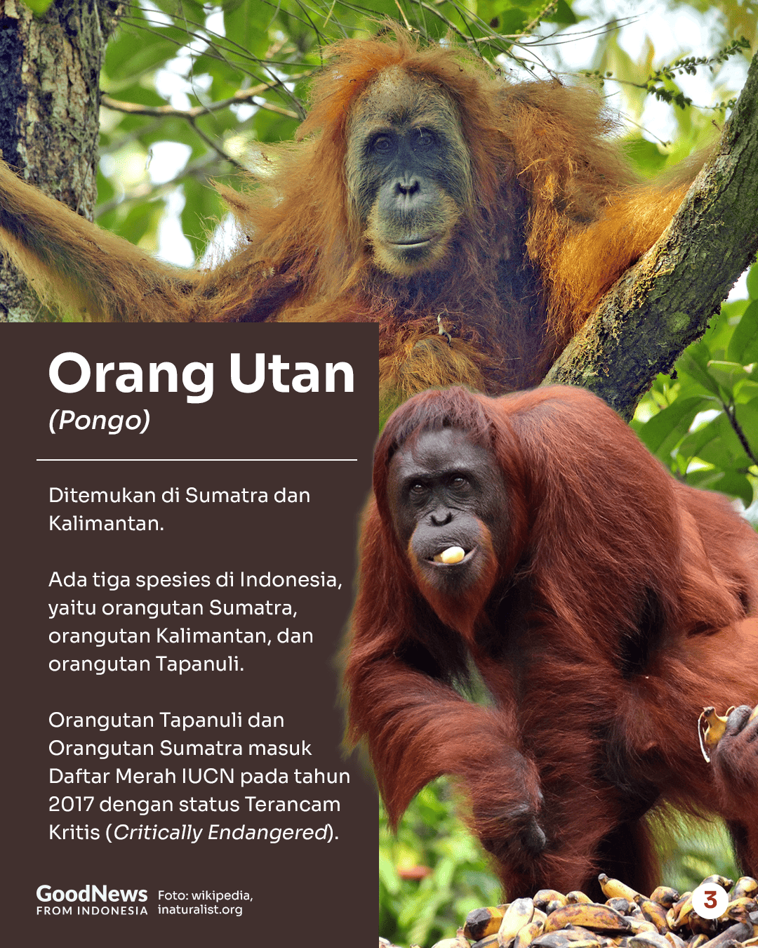 Deretan Hewan Langka di Indonesia yang Wajib Dilindungi (Bagian 1)