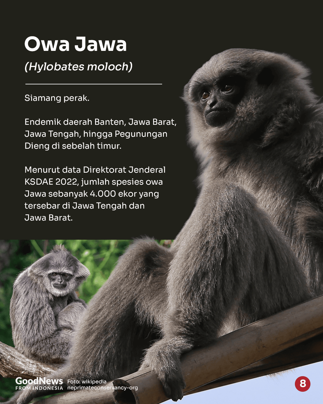 Deretan Hewan Langka di Indonesia yang Wajib Dilindungi (Bagian 1)
