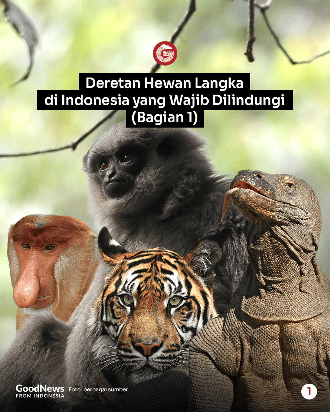 Deretan Hewan Langka di Indonesia yang Wajib Dilindungi (Bagian 1)