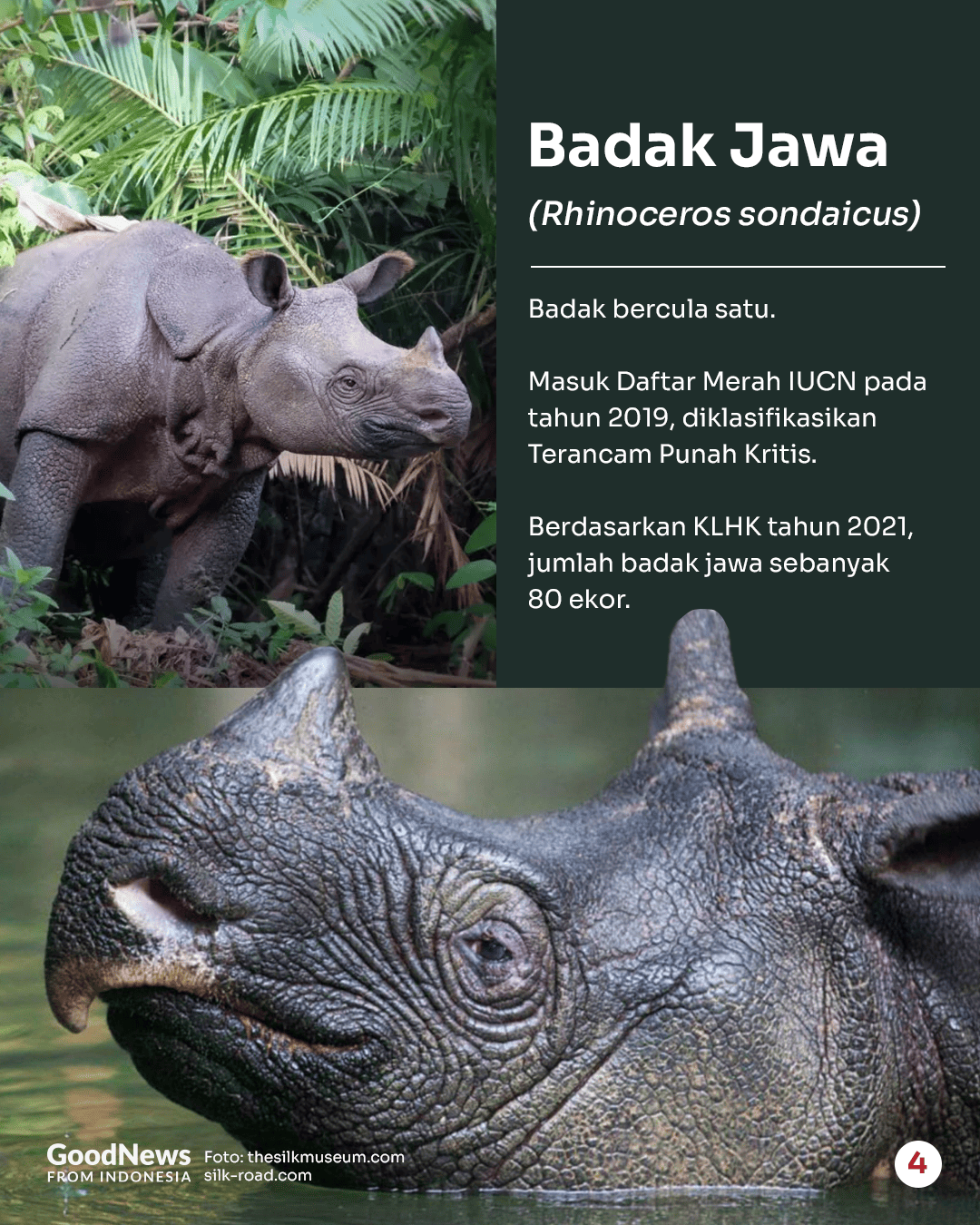 Deretan Hewan Langka di Indonesia yang Wajib Dilindungi (Bagian 1)