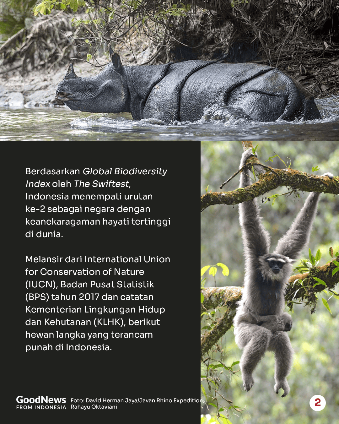 Deretan Hewan Langka di Indonesia yang Wajib Dilindungi (Bagian 1)