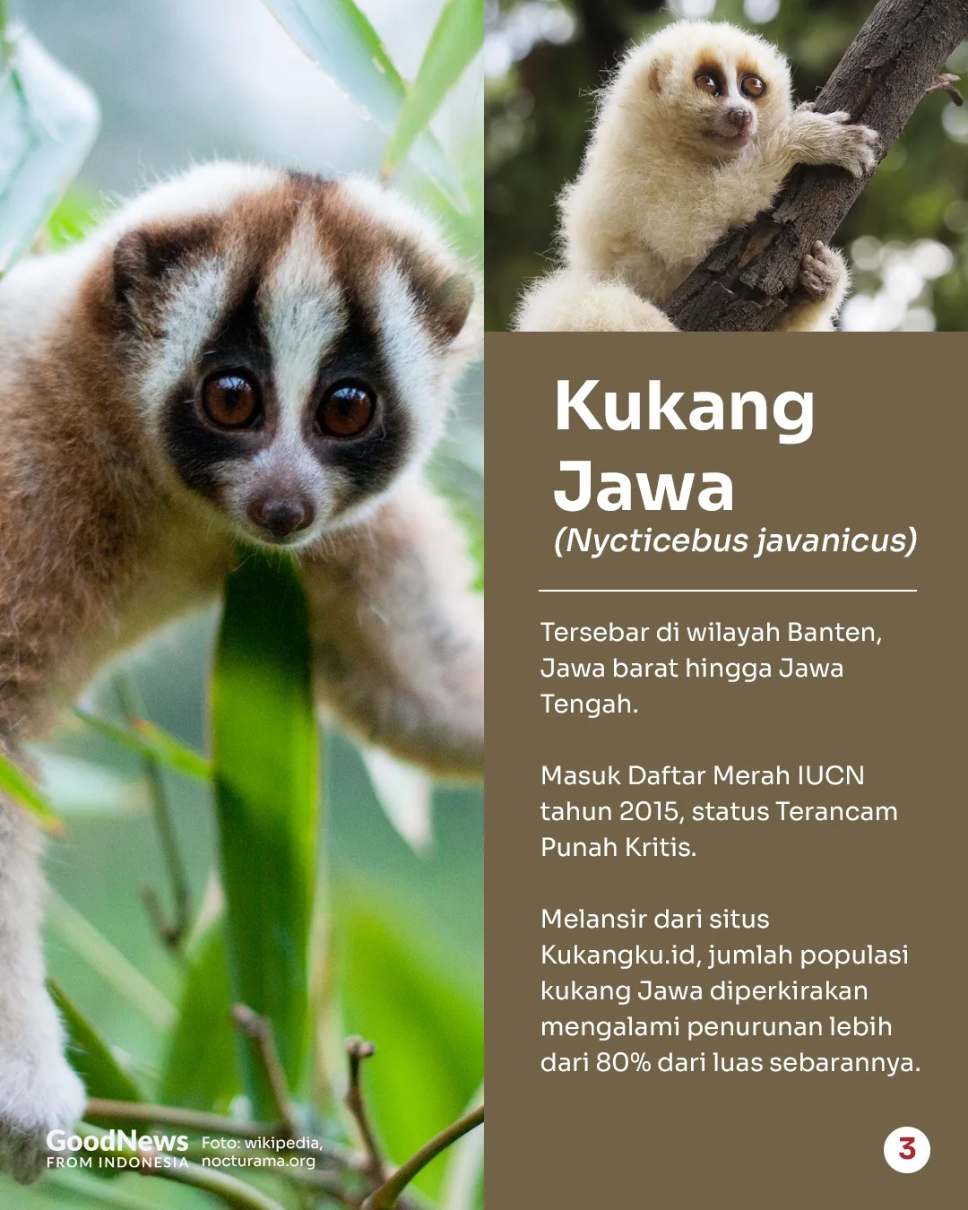 Deretan Hewan Langka di Indonesia yang Wajib Dilindungi (Bagian 2)