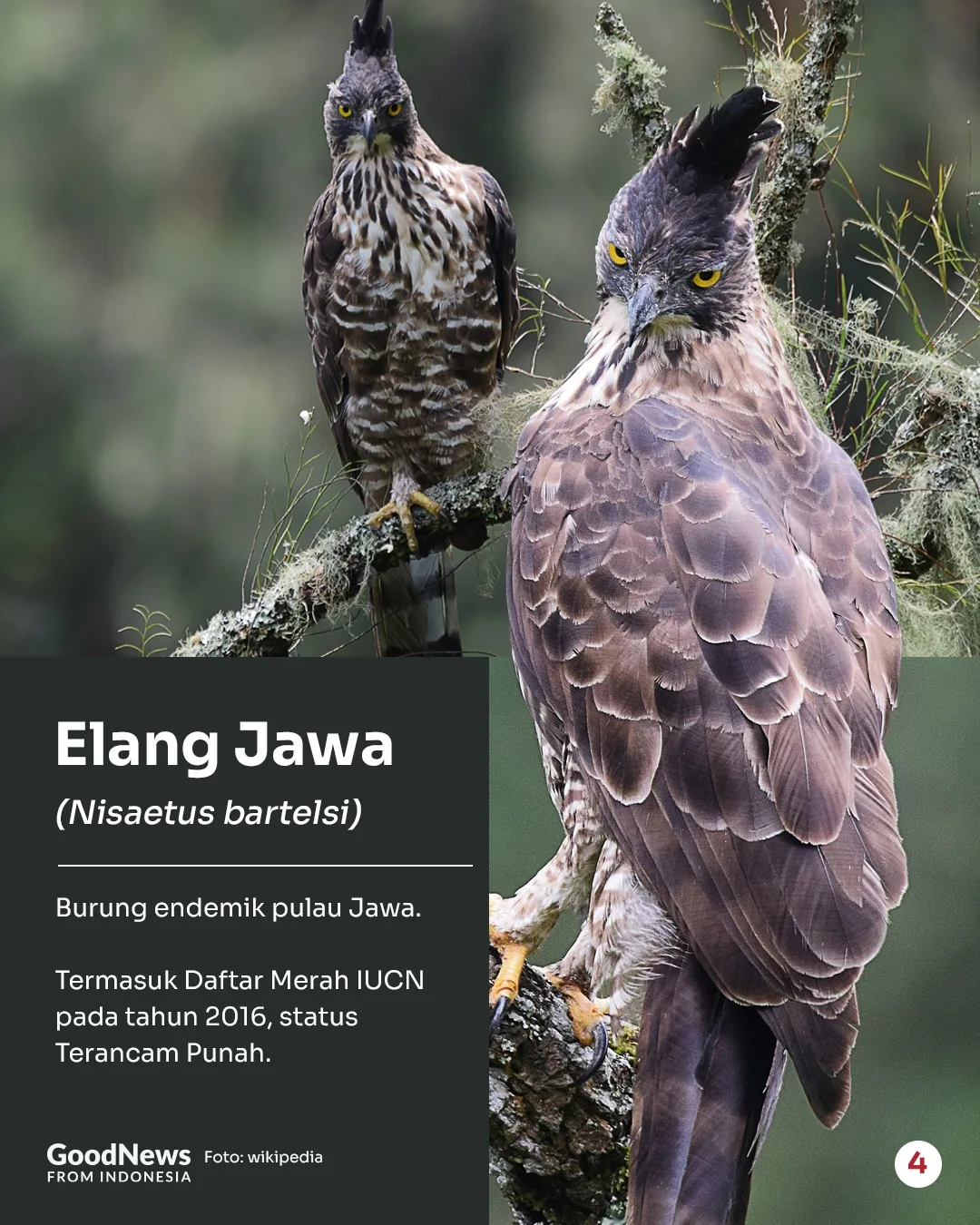 Deretan Hewan Langka di Indonesia yang Wajib Dilindungi (Bagian 2)