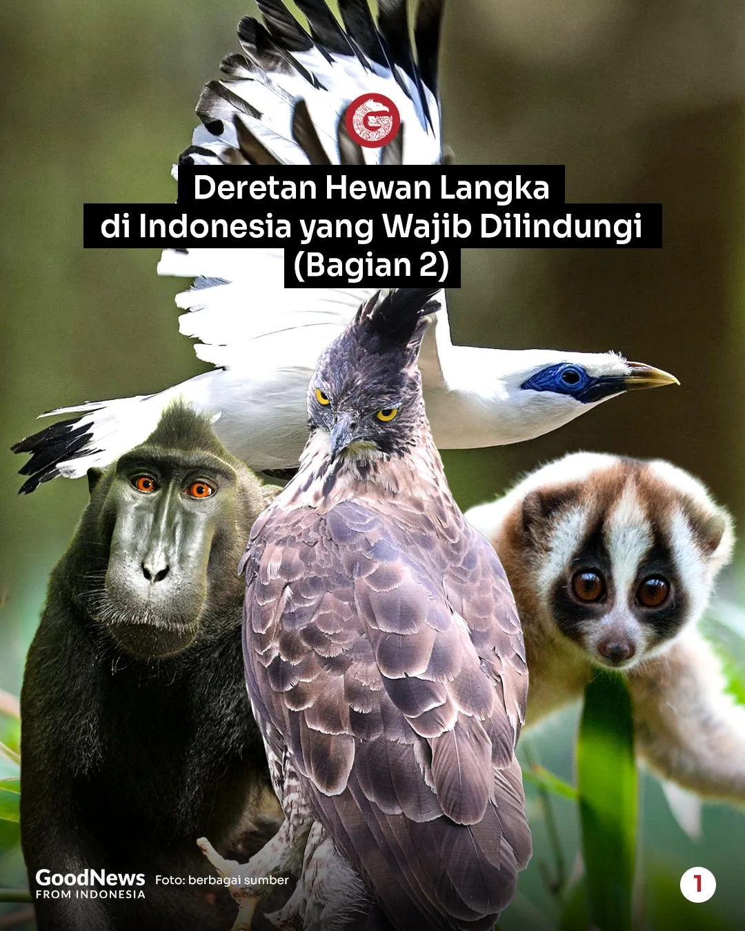 Deretan Hewan Langka di Indonesia yang Wajib Dilindungi (Bagian 2)