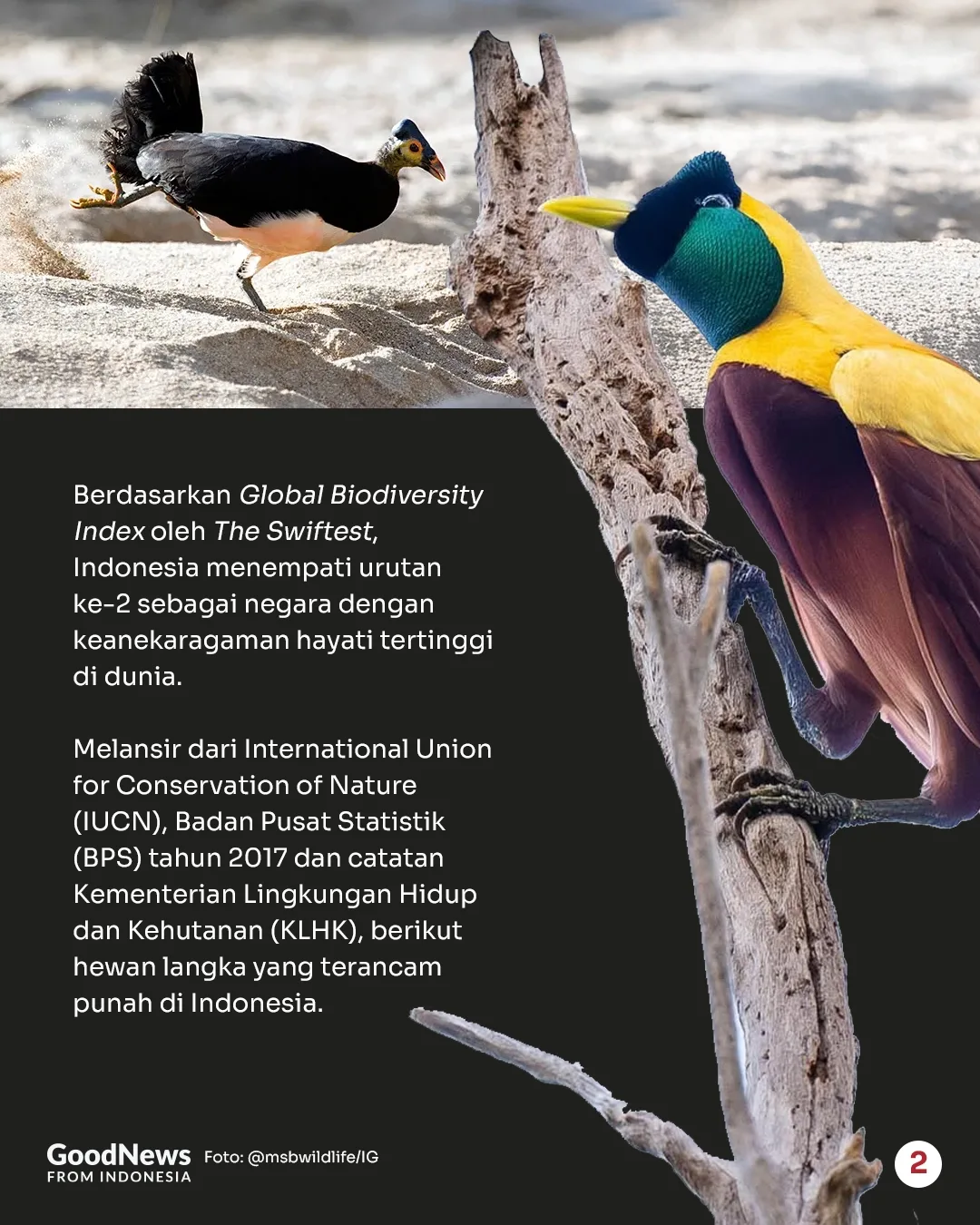 Deretan Hewan Langka di Indonesia yang Wajib Dilindungi (Bagian 2)