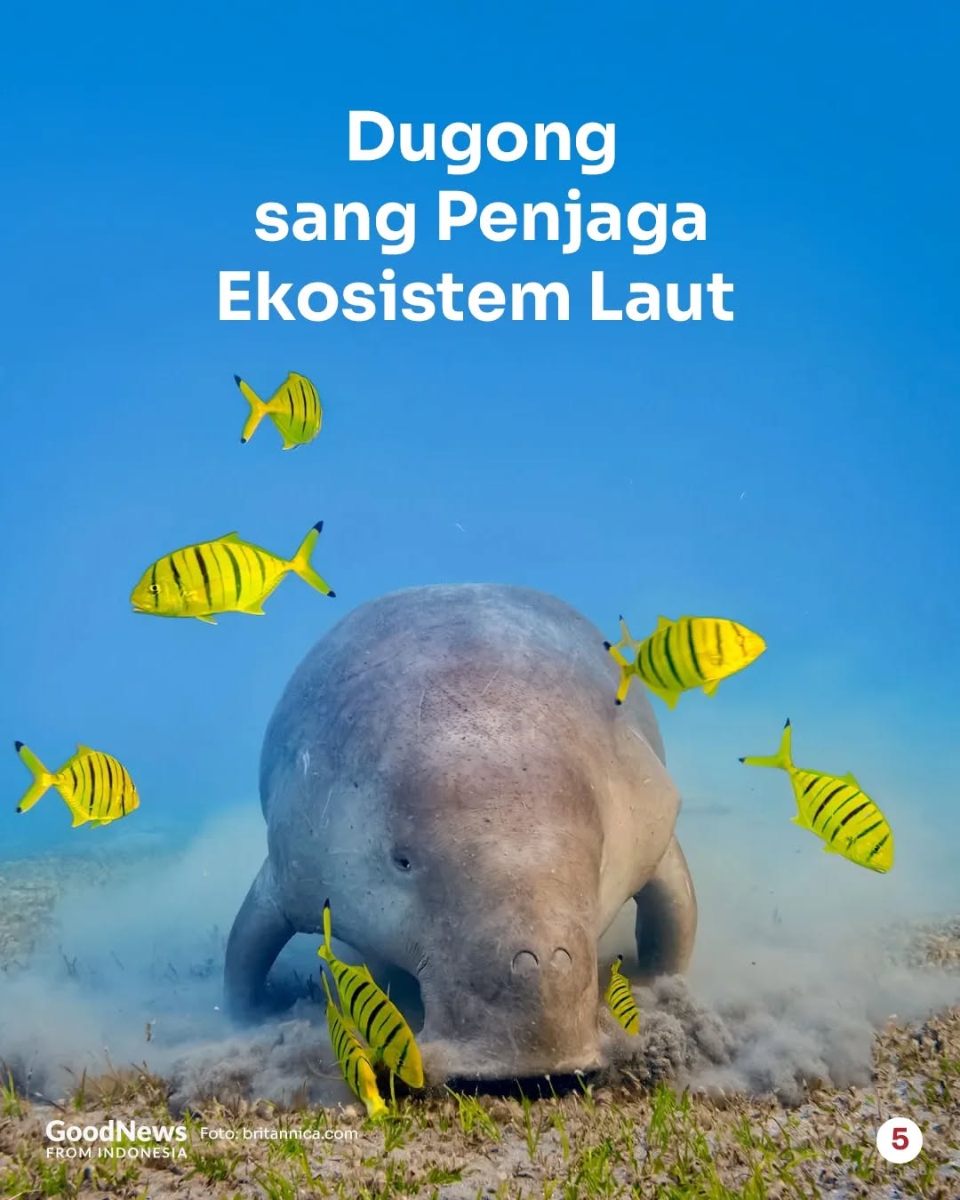 Dugong, Mamalia Laut yang Bisa Menyimpan Karbon