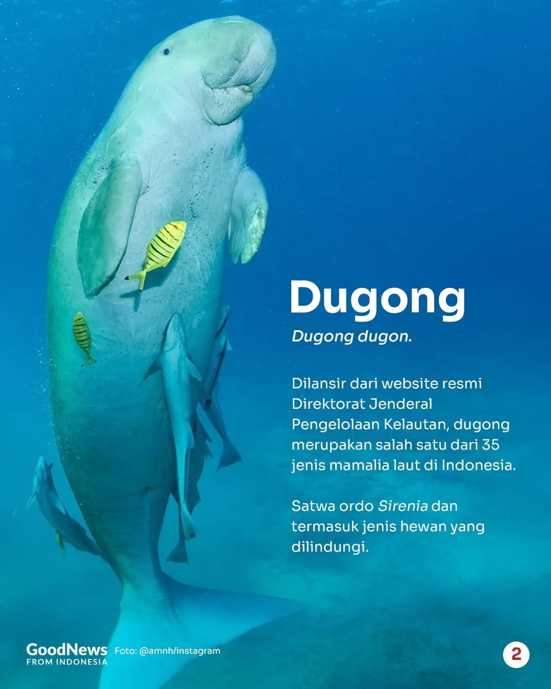 Dugong, Mamalia Laut yang Bisa Menyimpan Karbon