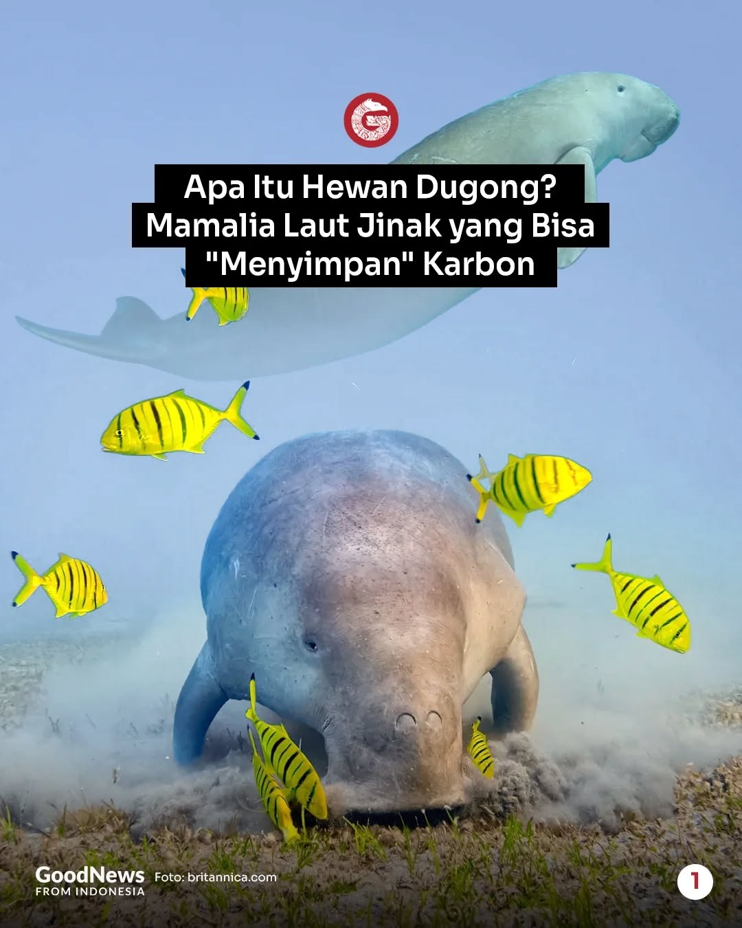 Dugong, Mamalia Laut yang Bisa Menyimpan Karbon