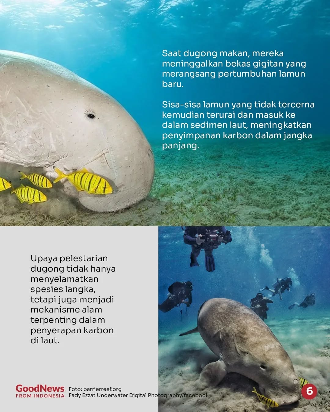 Dugong, Mamalia Laut yang Bisa Menyimpan Karbon