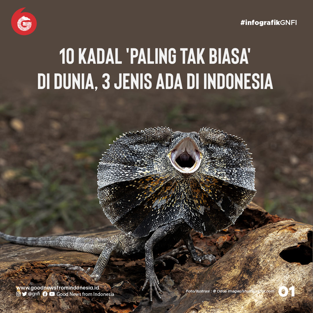 10 Kadal Paling Unik di Dunia, 3 dari Indonesia