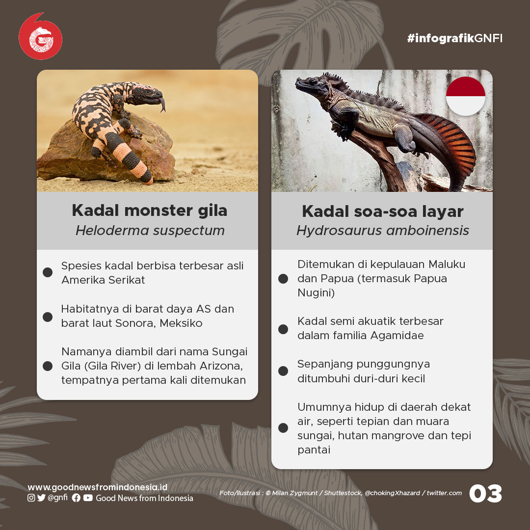 10 Kadal Paling Unik di Dunia, 3 dari Indonesia