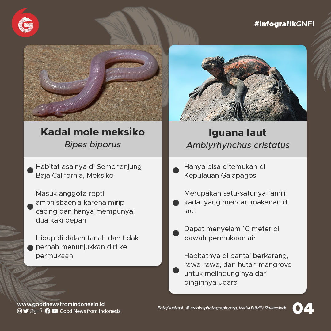 10 Kadal Paling Unik di Dunia, 3 dari Indonesia