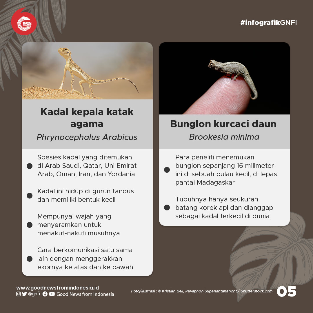 10 Kadal Paling Unik di Dunia, 3 dari Indonesia