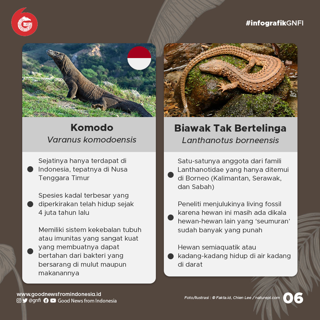 10 Kadal Paling Unik di Dunia, 3 dari Indonesia