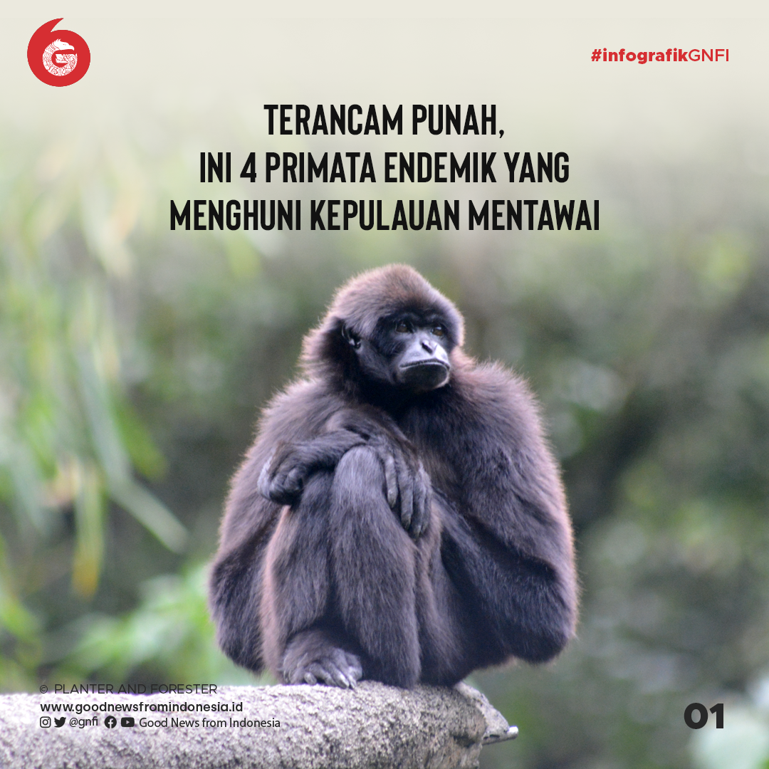 4 Primata Endemik Kepulauan Mentawai yang Terancam Punah