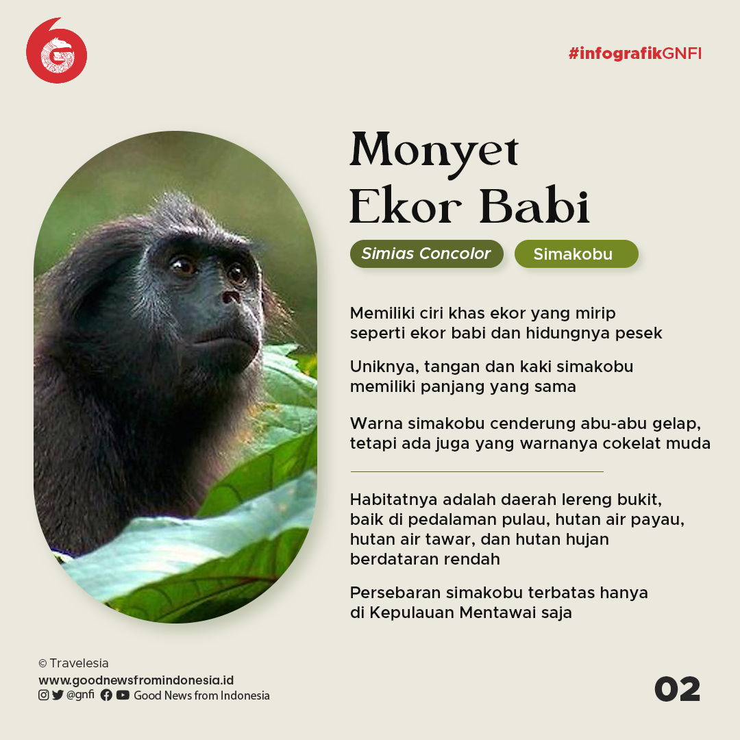 4 Primata Endemik Kepulauan Mentawai yang Terancam Punah