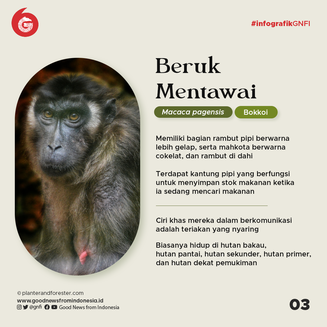 4 Primata Endemik Kepulauan Mentawai yang Terancam Punah