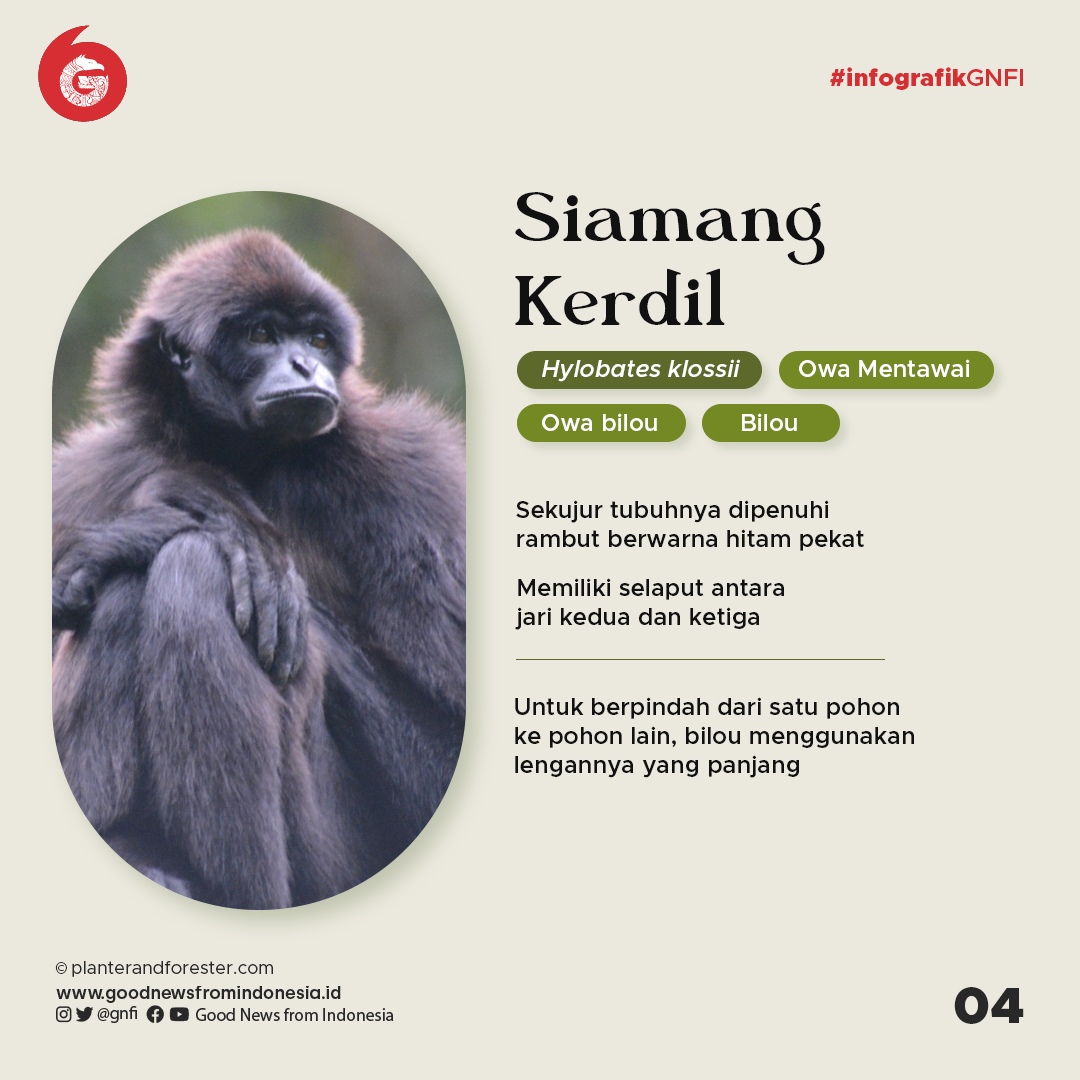 4 Primata Endemik Kepulauan Mentawai yang Terancam Punah