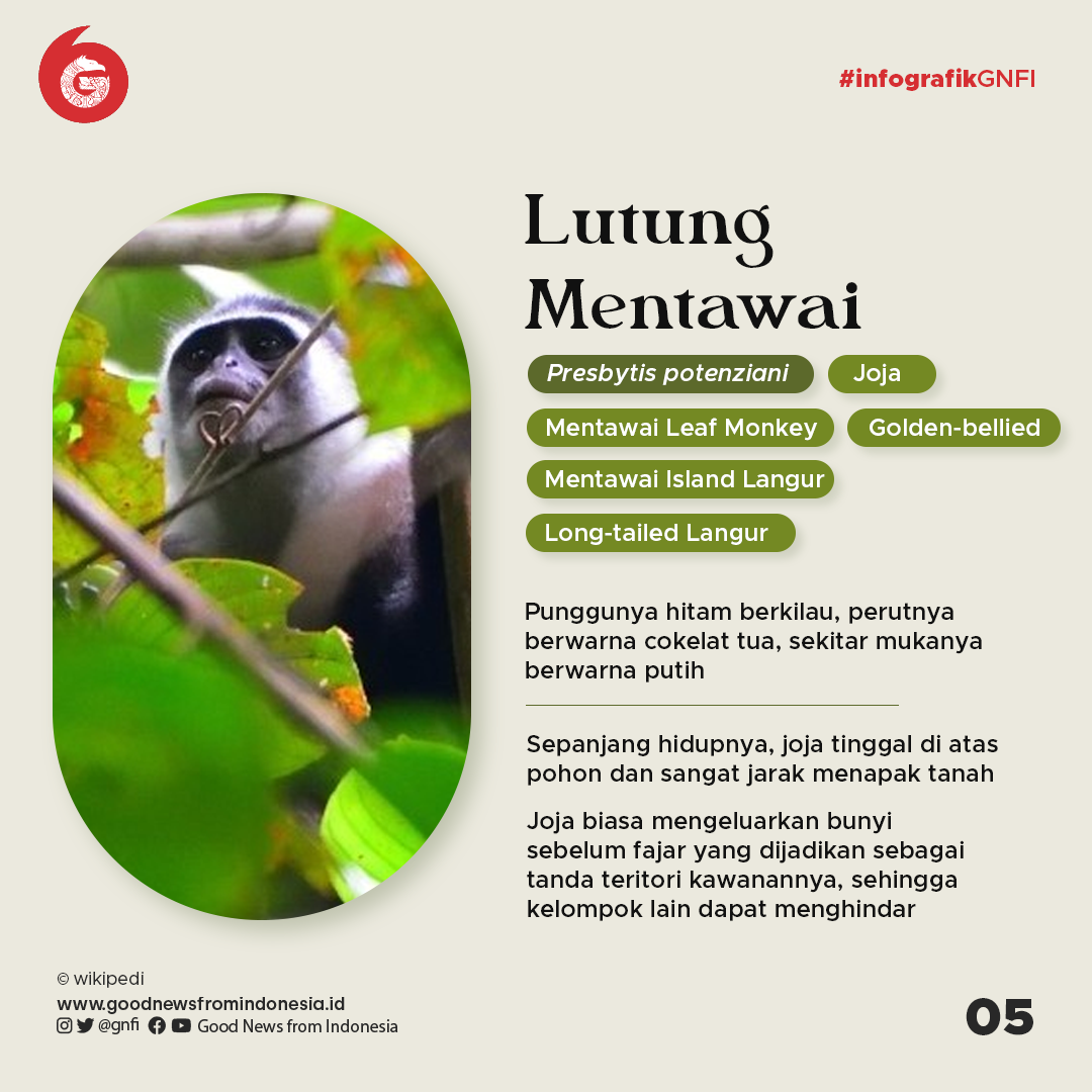 4 Primata Endemik Kepulauan Mentawai yang Terancam Punah