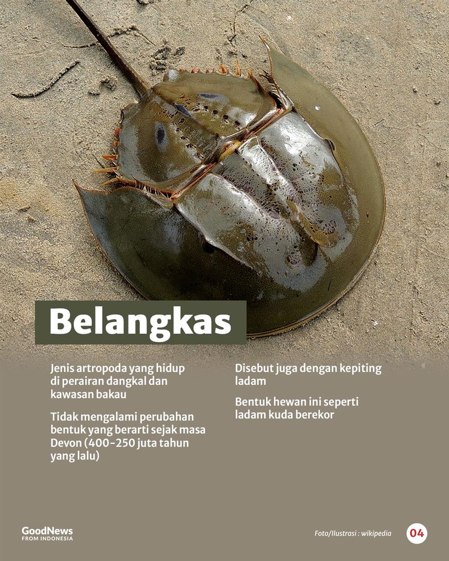 5 Hewan Purba yang Masih Hidup di Indonesia