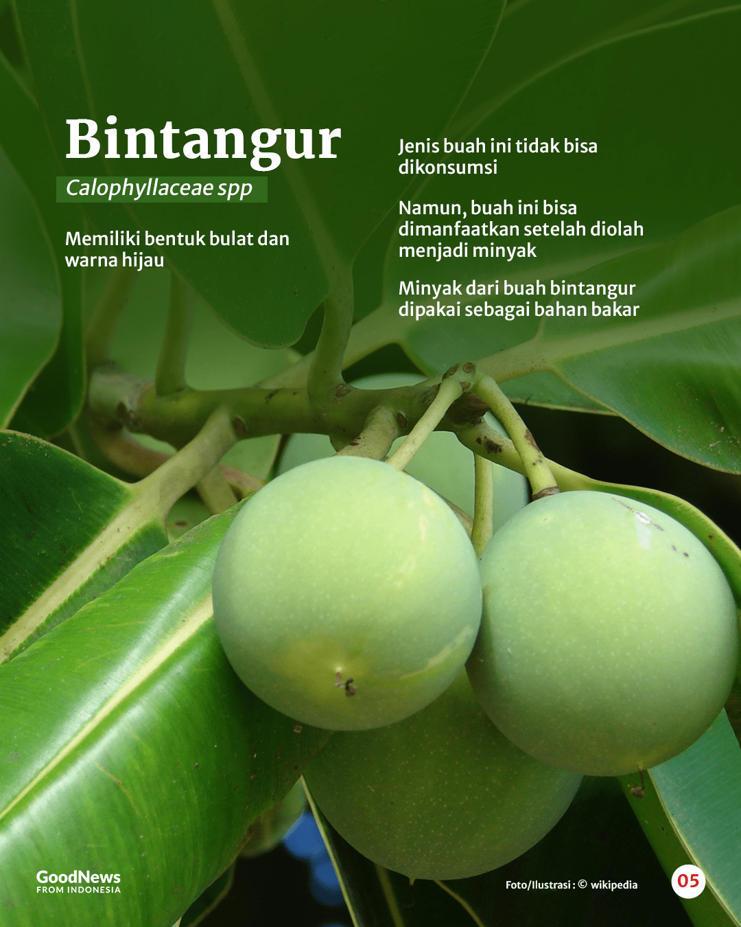 Mengenal 6 Jenis Buah Unik Asal Pedalaman Papua