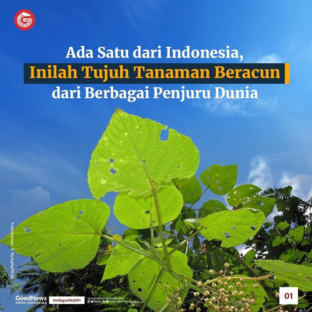 Ada Satu dari Indonesia, Inilah Tujuh Tanaman Beracun dari Berbagai Penjuru Dunia