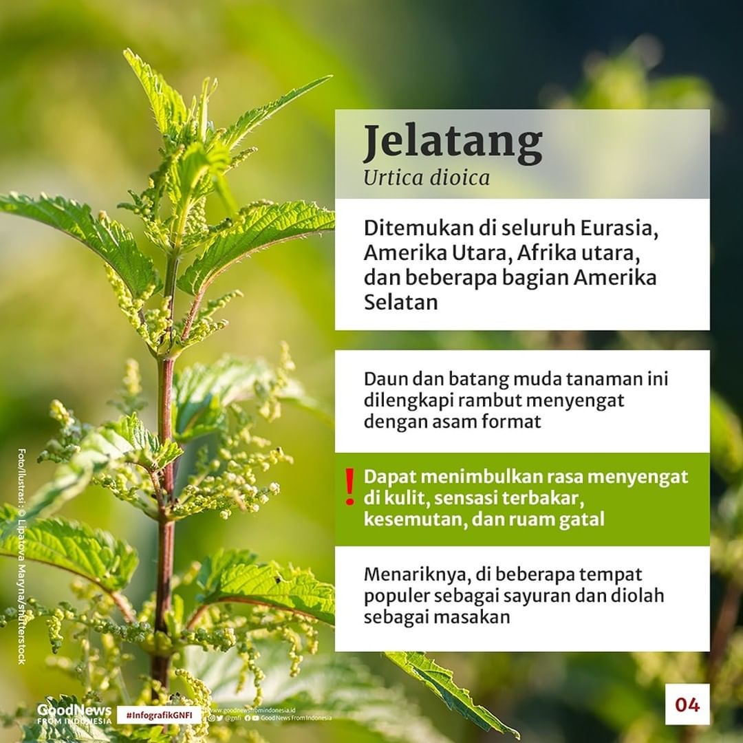 Ada Satu dari Indonesia, Inilah Tujuh Tanaman Beracun dari Berbagai Penjuru Dunia