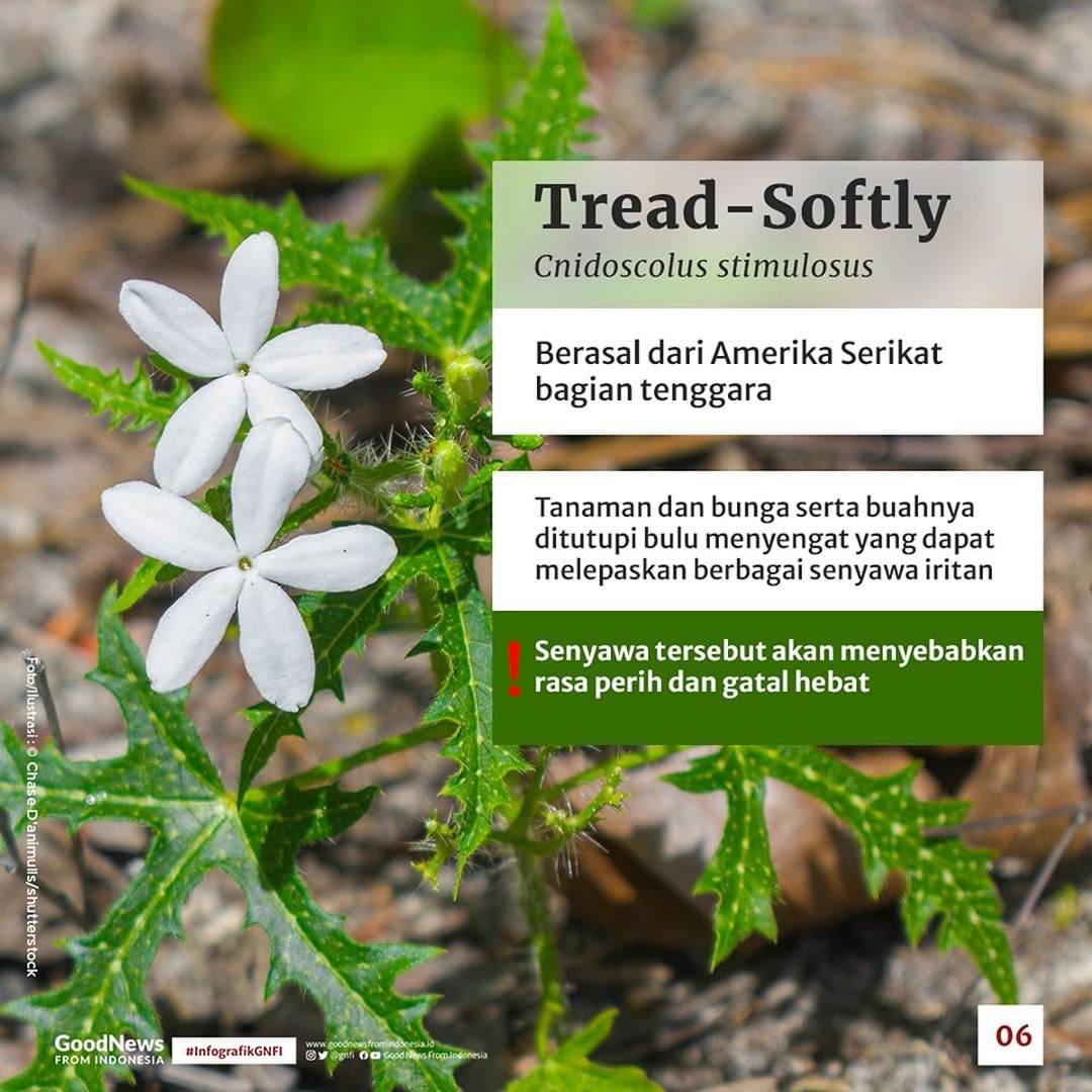 Ada Satu dari Indonesia, Inilah Tujuh Tanaman Beracun dari Berbagai Penjuru Dunia