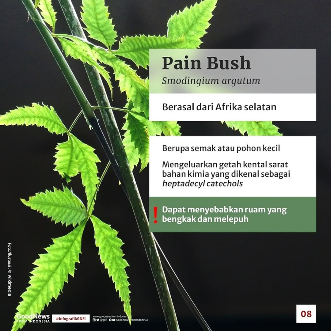 Ada Satu dari Indonesia, Inilah Tujuh Tanaman Beracun dari Berbagai Penjuru Dunia