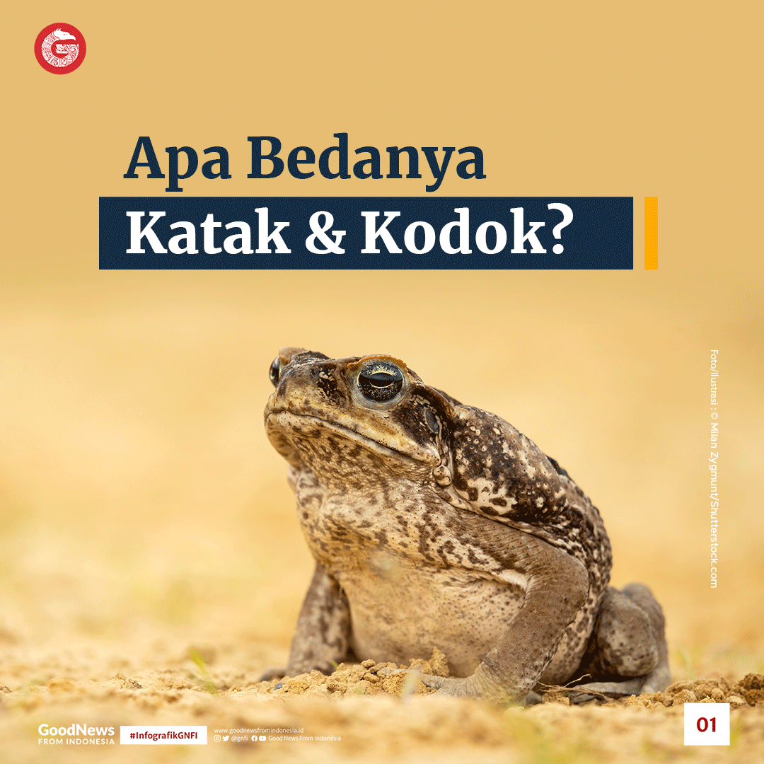Apa Bedanya Katak dan Kodok?