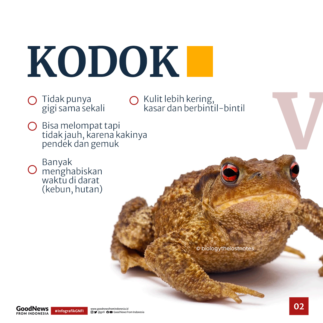 Apa Bedanya Katak dan Kodok?