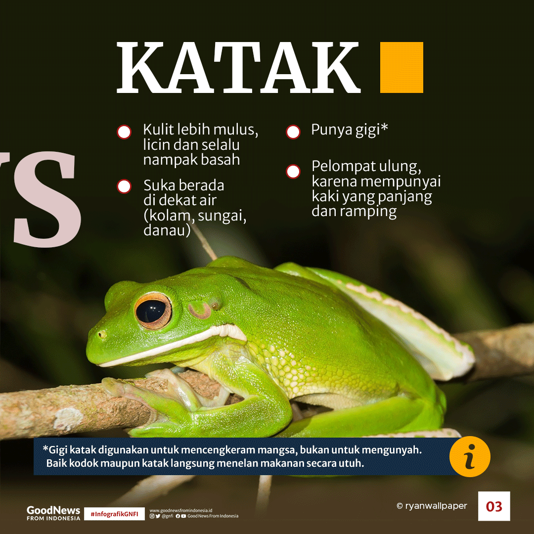 Apa Bedanya Katak dan Kodok?
