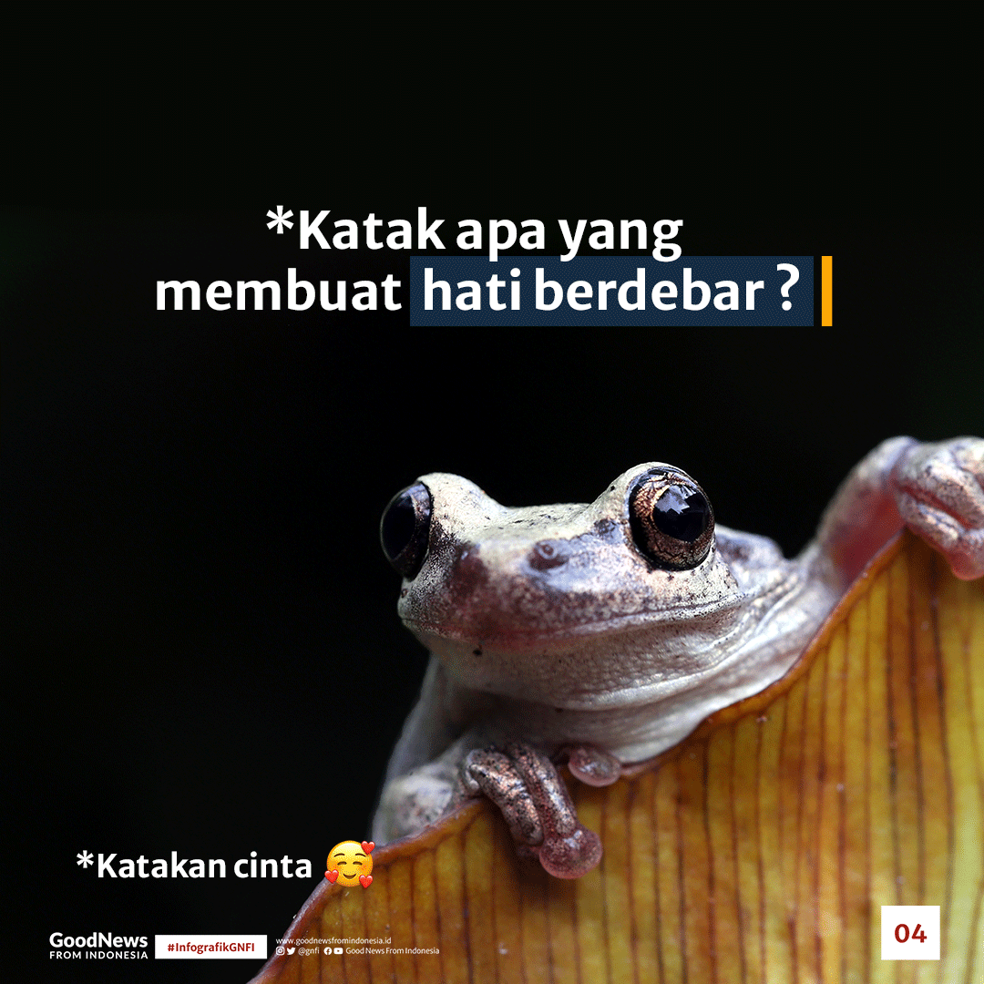 Apa Bedanya Katak dan Kodok?